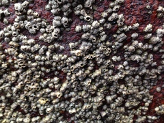 Chthamalus hedgecocki