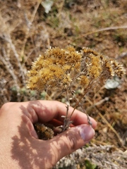 Helichrysum kraussii