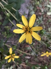 Silphium integrifolium laeve