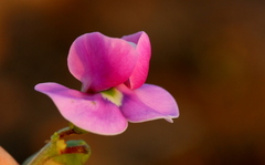 Sphenostylis angustifolia