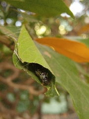 Filodes fulvidorsalis