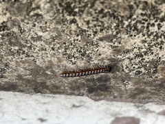 Helicorthomorpha holstii