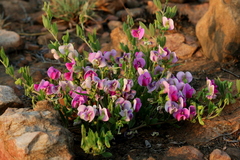 Sphenostylis angustifolia