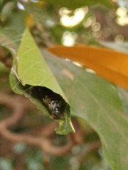 Filodes fulvidorsalis