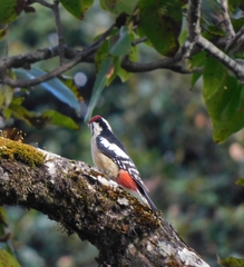 Dendrocopos himalayensis