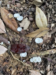 Marasmius calhouniae