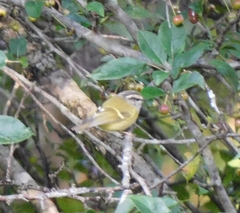 Phylloscopus maculipennis