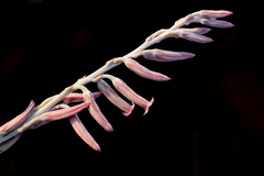 Adromischus umbraticola