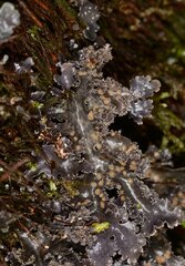 Pseudocyphellaria dissimilis