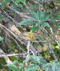 Phylloscopus maculipennis