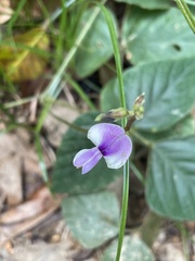 Neustanthus phaseoloides