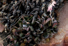 Adromischus umbraticola