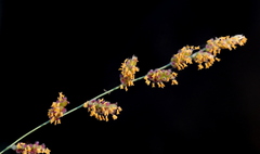 Urochloa serrata
