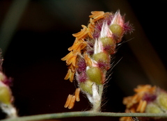 Urochloa serrata