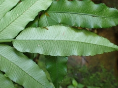 Angiopteris lygodiifolia