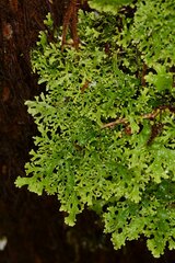 Pseudocyphellaria multifida