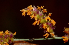 Urochloa serrata