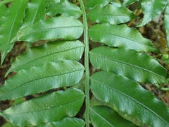 Angiopteris lygodiifolia
