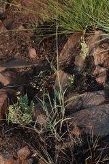 Urochloa serrata