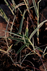 Urochloa serrata