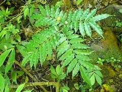Angiopteris lygodiifolia