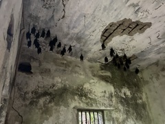 Hipposideros armiger