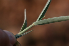 Urochloa serrata