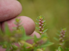 Rotala juniperina