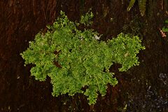Pseudocyphellaria multifida
