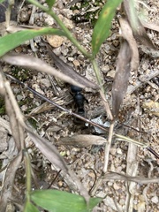 Pseudoneoponera rufipes