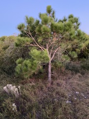 Pinus elliottii