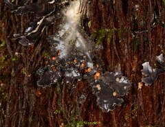 Pseudocyphellaria dissimilis