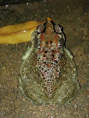 Duttaphrynus melanostictus
