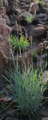 Urochloa serrata