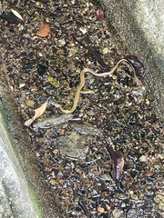 Fowlea flavipunctata