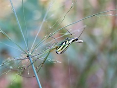 Leucauge kibonotensis