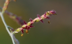 Urochloa serrata
