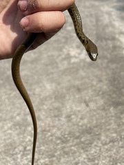 Fowlea flavipunctata