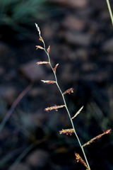 Urochloa serrata