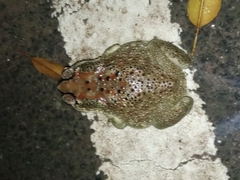 Duttaphrynus melanostictus