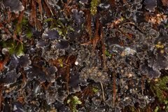 Pseudocyphellaria dissimilis