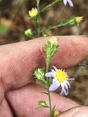 Symphyotrichum anomalum