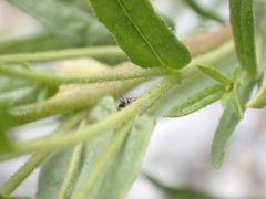 Deraeocoris punctulatus