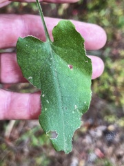 Symphyotrichum anomalum