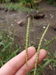 Anthephora hermaphrodita