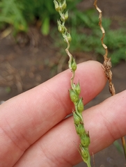 Anthephora hermaphrodita