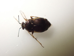 Deraeocoris punctulatus