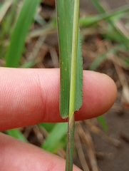 Anthephora hermaphrodita