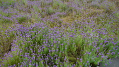 Pogostemon deccanensis