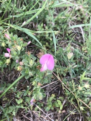 Ononis spinosa